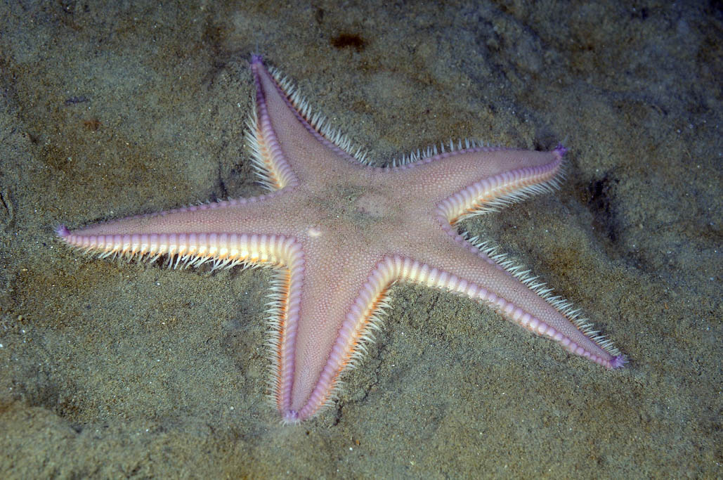 Astropecten irregularis pentacanthus